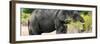 Awesome South Africa Collection Panoramic - African Elephant-Philippe Hugonnard-Framed Photographic Print