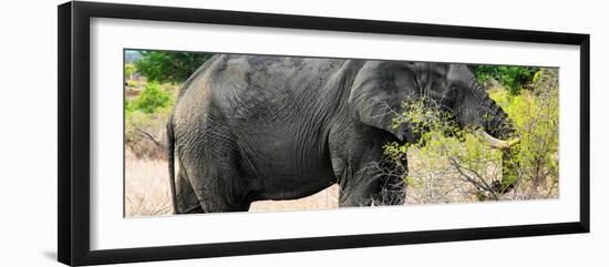 Awesome South Africa Collection Panoramic - African Elephant-Philippe Hugonnard-Framed Photographic Print