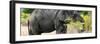 Awesome South Africa Collection Panoramic - African Elephant-Philippe Hugonnard-Framed Photographic Print