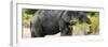 Awesome South Africa Collection Panoramic - African Elephant-Philippe Hugonnard-Framed Photographic Print