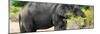 Awesome South Africa Collection Panoramic - African Elephant-Philippe Hugonnard-Mounted Photographic Print