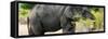 Awesome South Africa Collection Panoramic - African Elephant-Philippe Hugonnard-Framed Stretched Canvas