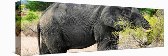 Awesome South Africa Collection Panoramic - African Elephant-Philippe Hugonnard-Stretched Canvas