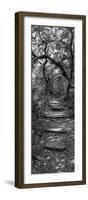 Awesome South Africa Collection Panoramic - African Forest B&W-Philippe Hugonnard-Framed Photographic Print