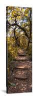 Awesome South Africa Collection Panoramic - African Forest Fall Colors II-Philippe Hugonnard-Stretched Canvas
