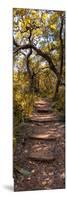 Awesome South Africa Collection Panoramic - African Forest Fall Colors II-Philippe Hugonnard-Mounted Photographic Print