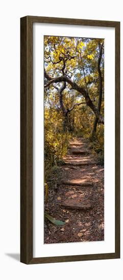 Awesome South Africa Collection Panoramic - African Forest Fall Colors II-Philippe Hugonnard-Framed Photographic Print