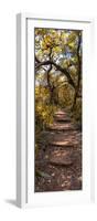 Awesome South Africa Collection Panoramic - African Forest Fall Colors II-Philippe Hugonnard-Framed Photographic Print