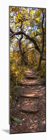 Awesome South Africa Collection Panoramic - African Forest Fall Colors II-Philippe Hugonnard-Mounted Photographic Print