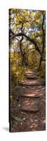 Awesome South Africa Collection Panoramic - African Forest Fall Colors II-Philippe Hugonnard-Stretched Canvas