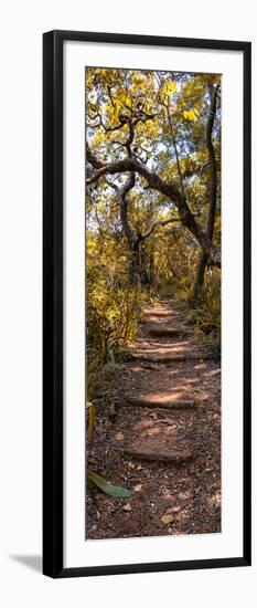 Awesome South Africa Collection Panoramic - African Forest Fall Colors II-Philippe Hugonnard-Framed Photographic Print