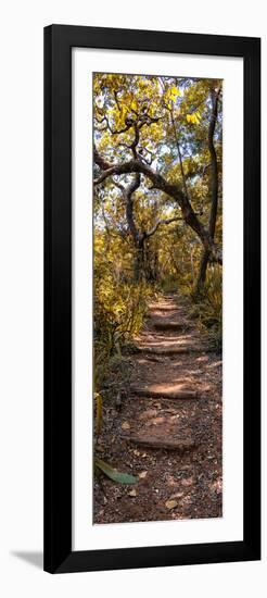 Awesome South Africa Collection Panoramic - African Forest Fall Colors II-Philippe Hugonnard-Framed Photographic Print