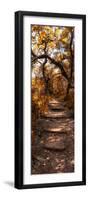 Awesome South Africa Collection Panoramic - African Forest Fall Colors-Philippe Hugonnard-Framed Photographic Print