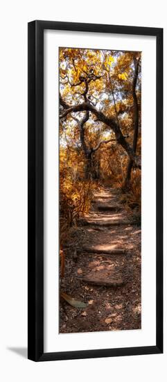 Awesome South Africa Collection Panoramic - African Forest Fall Colors-Philippe Hugonnard-Framed Photographic Print