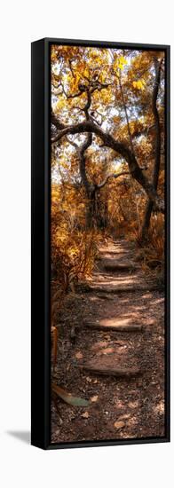 Awesome South Africa Collection Panoramic - African Forest Fall Colors-Philippe Hugonnard-Framed Stretched Canvas