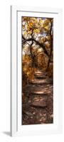 Awesome South Africa Collection Panoramic - African Forest Fall Colors-Philippe Hugonnard-Framed Photographic Print