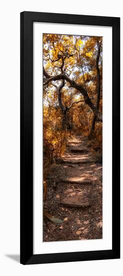 Awesome South Africa Collection Panoramic - African Forest Fall Colors-Philippe Hugonnard-Framed Photographic Print