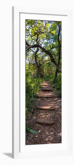 Awesome South Africa Collection Panoramic - African Forest-Philippe Hugonnard-Framed Photographic Print