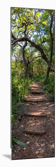 Awesome South Africa Collection Panoramic - African Forest-Philippe Hugonnard-Mounted Photographic Print