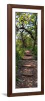 Awesome South Africa Collection Panoramic - African Forest-Philippe Hugonnard-Framed Photographic Print