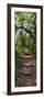 Awesome South Africa Collection Panoramic - African Forest-Philippe Hugonnard-Framed Photographic Print