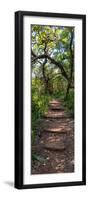 Awesome South Africa Collection Panoramic - African Forest-Philippe Hugonnard-Framed Photographic Print