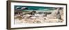 Awesome South Africa Collection Panoramic - African Penguin Colony-Philippe Hugonnard-Framed Photographic Print