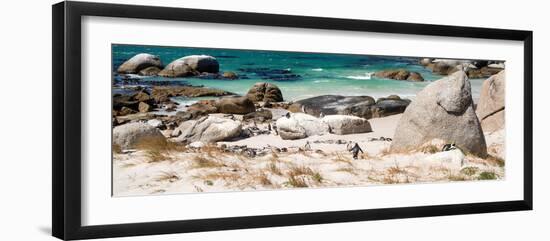 Awesome South Africa Collection Panoramic - African Penguin Colony-Philippe Hugonnard-Framed Photographic Print