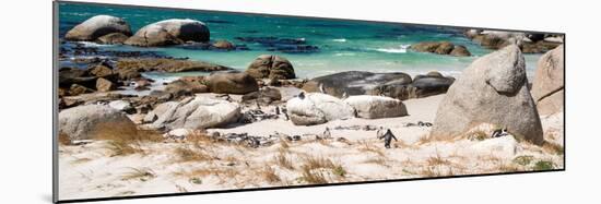 Awesome South Africa Collection Panoramic - African Penguin Colony-Philippe Hugonnard-Mounted Photographic Print