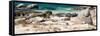 Awesome South Africa Collection Panoramic - African Penguin Colony-Philippe Hugonnard-Framed Stretched Canvas