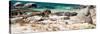 Awesome South Africa Collection Panoramic - African Penguin Colony-Philippe Hugonnard-Stretched Canvas