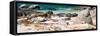 Awesome South Africa Collection Panoramic - African Penguin Colony-Philippe Hugonnard-Framed Stretched Canvas