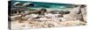 Awesome South Africa Collection Panoramic - African Penguin Colony-Philippe Hugonnard-Stretched Canvas