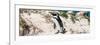 Awesome South Africa Collection Panoramic - African Penguin-Philippe Hugonnard-Framed Photographic Print