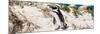 Awesome South Africa Collection Panoramic - African Penguin-Philippe Hugonnard-Mounted Photographic Print