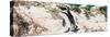 Awesome South Africa Collection Panoramic - African Penguin-Philippe Hugonnard-Stretched Canvas