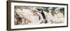 Awesome South Africa Collection Panoramic - African Penguin-Philippe Hugonnard-Framed Photographic Print