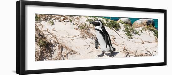 Awesome South Africa Collection Panoramic - African Penguin-Philippe Hugonnard-Framed Photographic Print