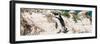 Awesome South Africa Collection Panoramic - African Penguin-Philippe Hugonnard-Framed Photographic Print