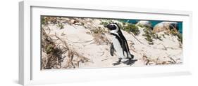 Awesome South Africa Collection Panoramic - African Penguin-Philippe Hugonnard-Framed Photographic Print