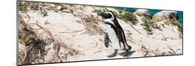 Awesome South Africa Collection Panoramic - African Penguin-Philippe Hugonnard-Mounted Photographic Print