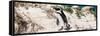 Awesome South Africa Collection Panoramic - African Penguin-Philippe Hugonnard-Framed Stretched Canvas