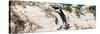 Awesome South Africa Collection Panoramic - African Penguin-Philippe Hugonnard-Stretched Canvas