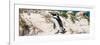 Awesome South Africa Collection Panoramic - African Penguin-Philippe Hugonnard-Framed Photographic Print