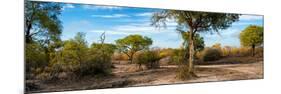 Awesome South Africa Collection Panoramic - African Savannah Landscape-Philippe Hugonnard-Mounted Photographic Print