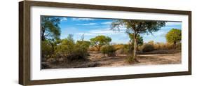 Awesome South Africa Collection Panoramic - African Savannah Landscape-Philippe Hugonnard-Framed Photographic Print