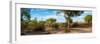 Awesome South Africa Collection Panoramic - African Savannah Landscape-Philippe Hugonnard-Framed Photographic Print