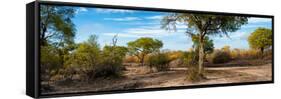 Awesome South Africa Collection Panoramic - African Savannah Landscape-Philippe Hugonnard-Framed Stretched Canvas