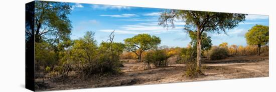 Awesome South Africa Collection Panoramic - African Savannah Landscape-Philippe Hugonnard-Stretched Canvas