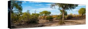 Awesome South Africa Collection Panoramic - African Savannah Landscape-Philippe Hugonnard-Stretched Canvas
